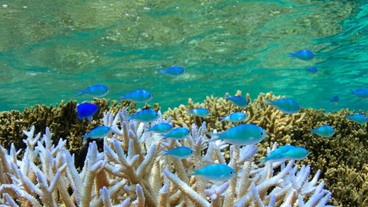 Allamanda Imgya Coral Village Miyakojima  Exteriér fotografie